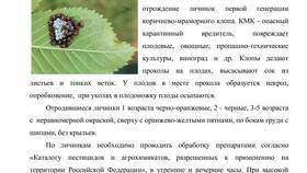 В чем заключается опасность кредитов без поручителей в Lady&Gentleman City